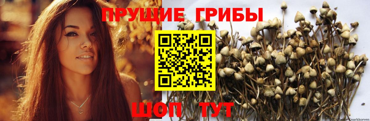 Галлюциногенные грибы Psilocybine cubensis Ставрополь